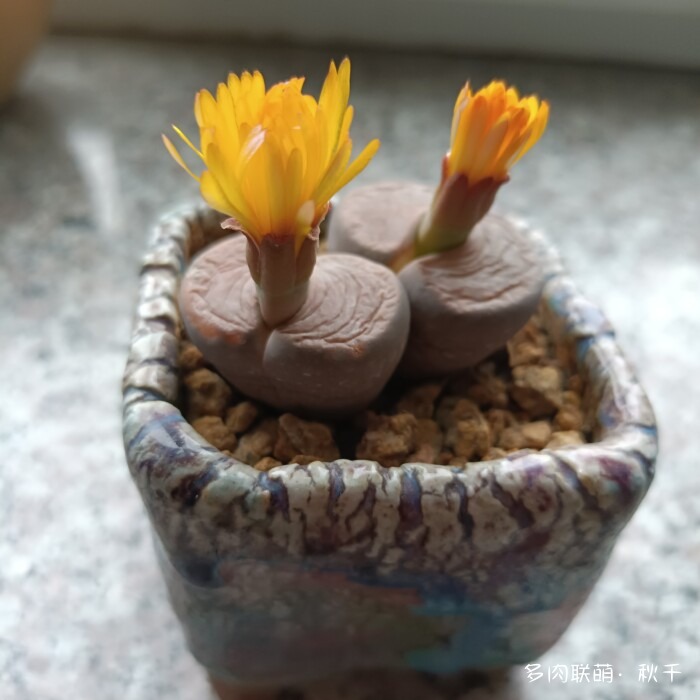 东北进屋前的多肉