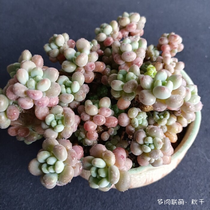 东北进屋前的多肉