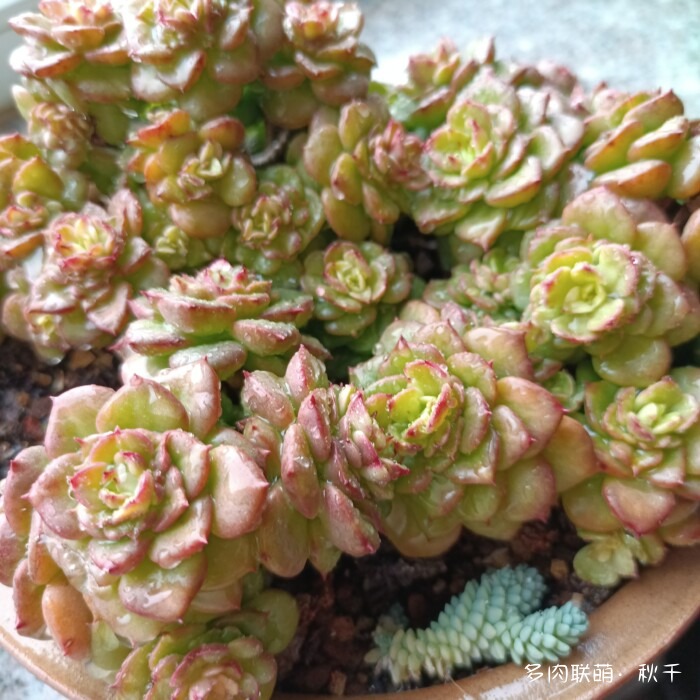 东北进屋前的多肉