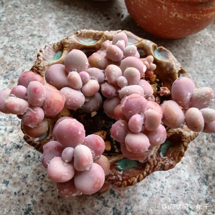 东北进屋前的多肉