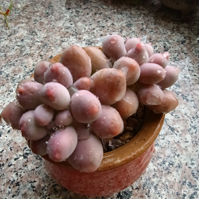 东北进屋前的多肉