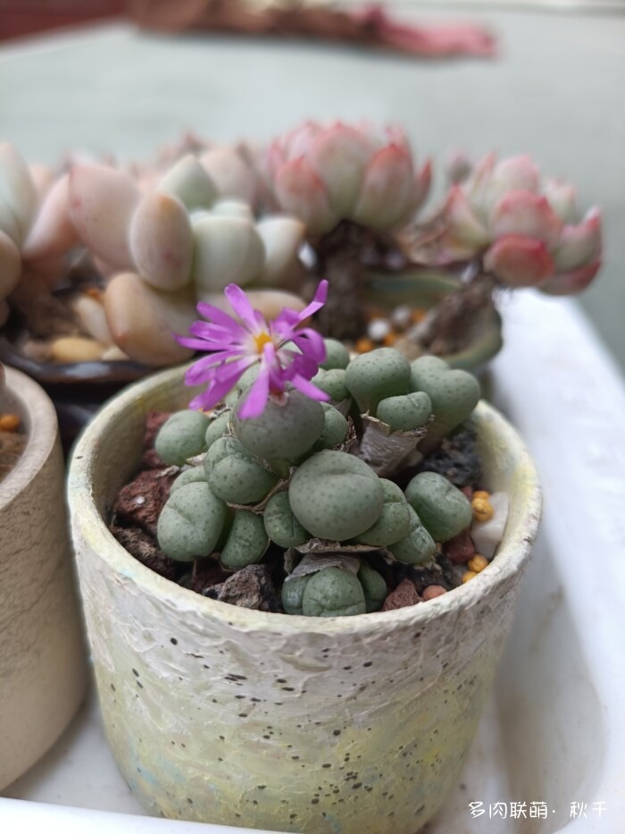 东北进屋前的多肉