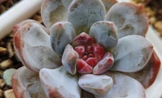 拼拼凑凑的多肉文（出系列也不是不行，只是…）