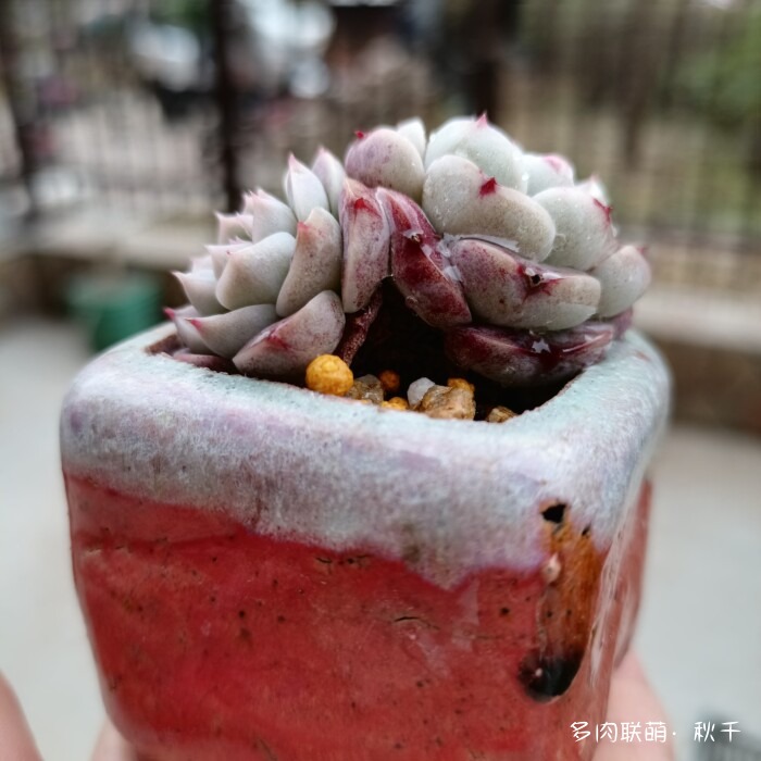 东北进屋前的多肉