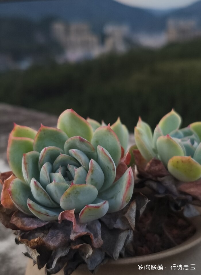 刚入秋的多肉