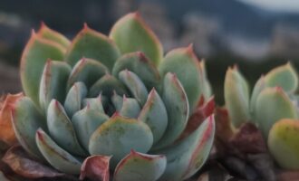 久别重逢，多肉总在那里