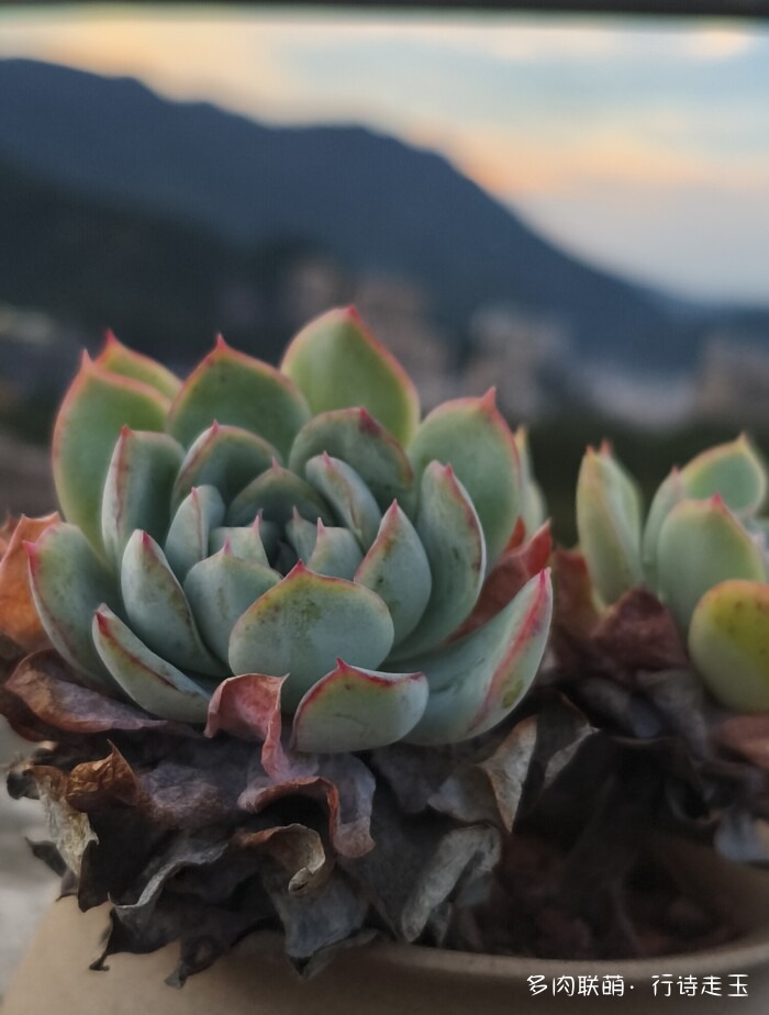 刚入秋的多肉