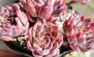 联萌友友的逆天美肉赏析三（有干货）