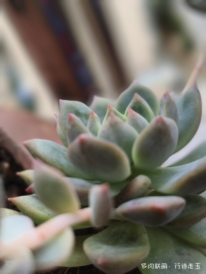 刚入秋的多肉