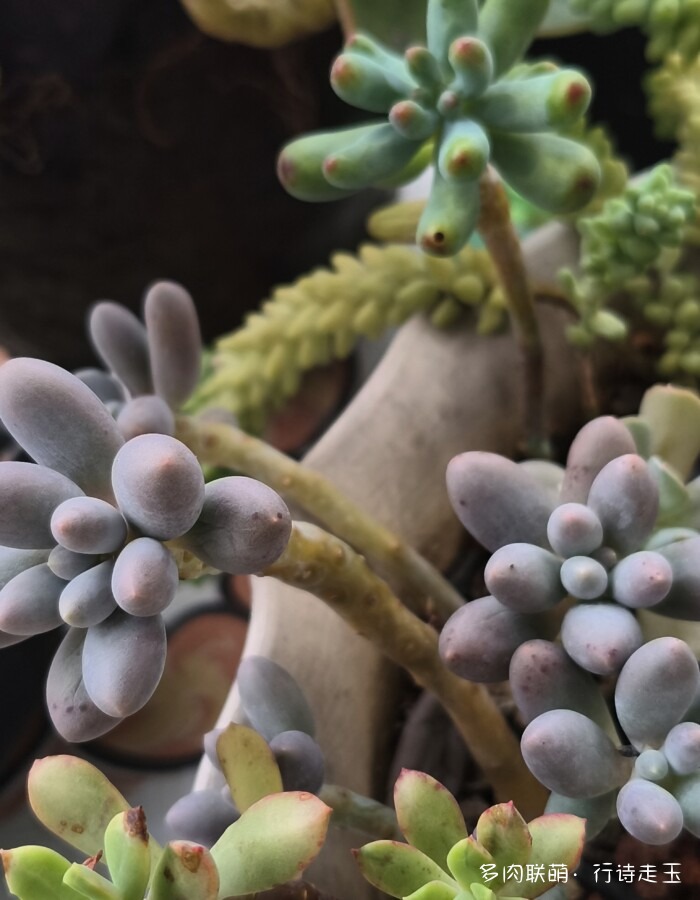 刚入秋的多肉