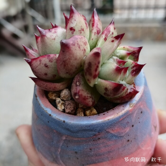 东北进屋前的多肉