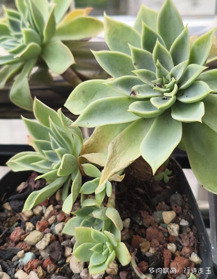 刚入秋的多肉