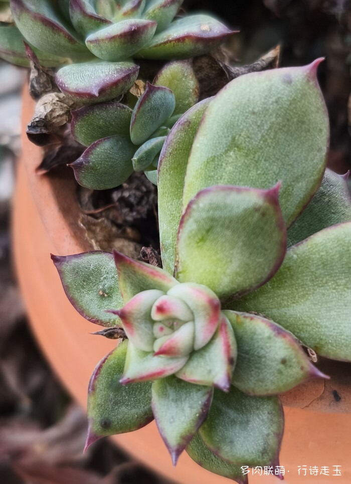刚入秋的多肉