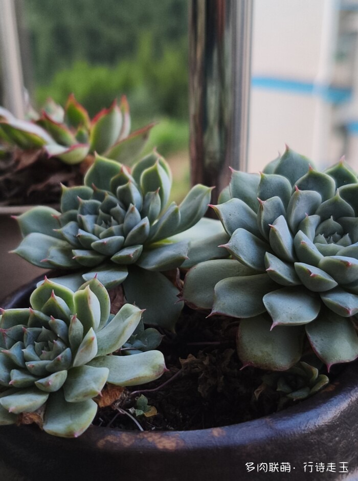 刚入秋的多肉