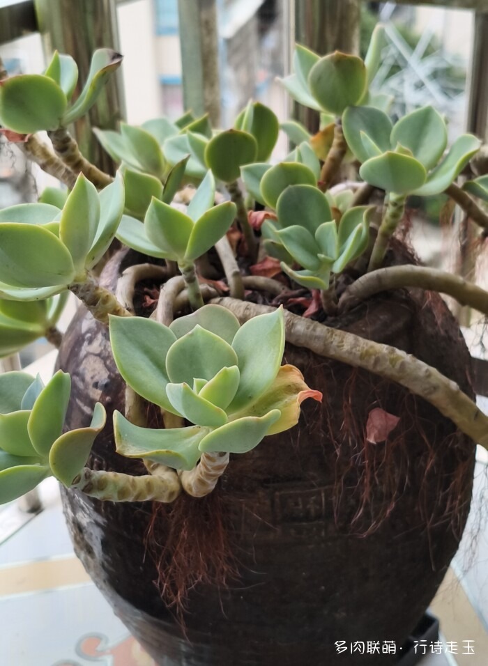 刚入秋的多肉