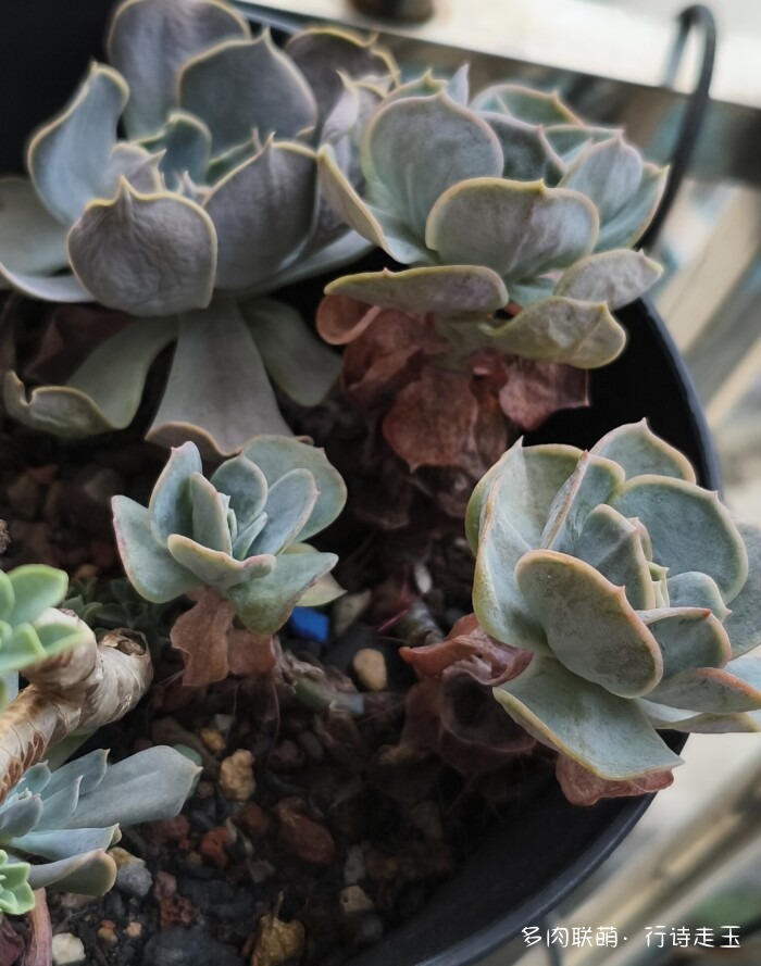 刚入秋的多肉
