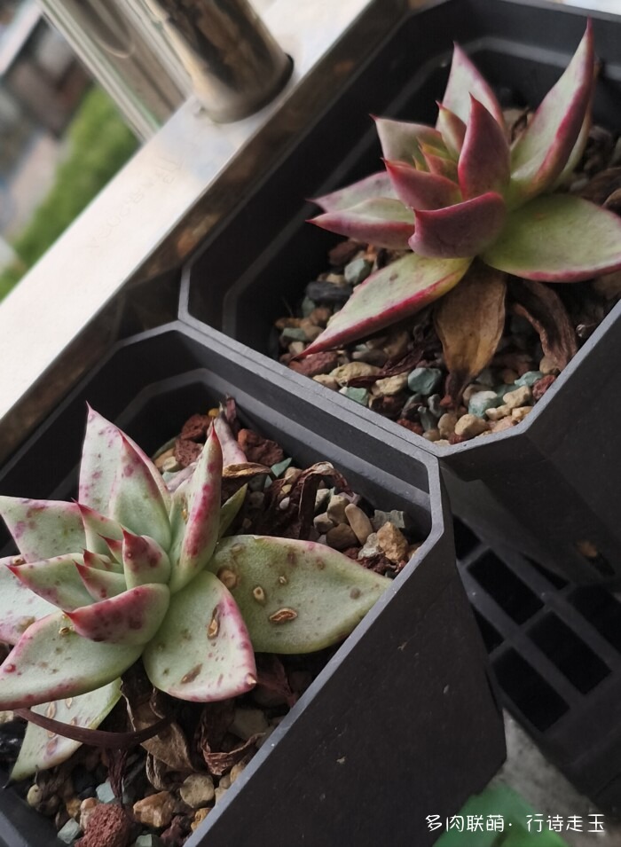 刚入秋的多肉