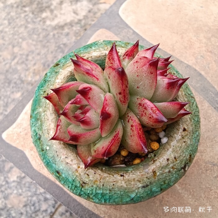 东北进屋前的多肉