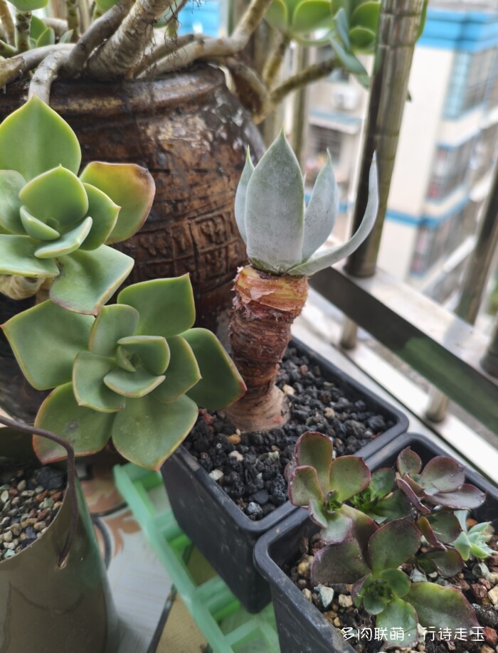 刚入秋的多肉