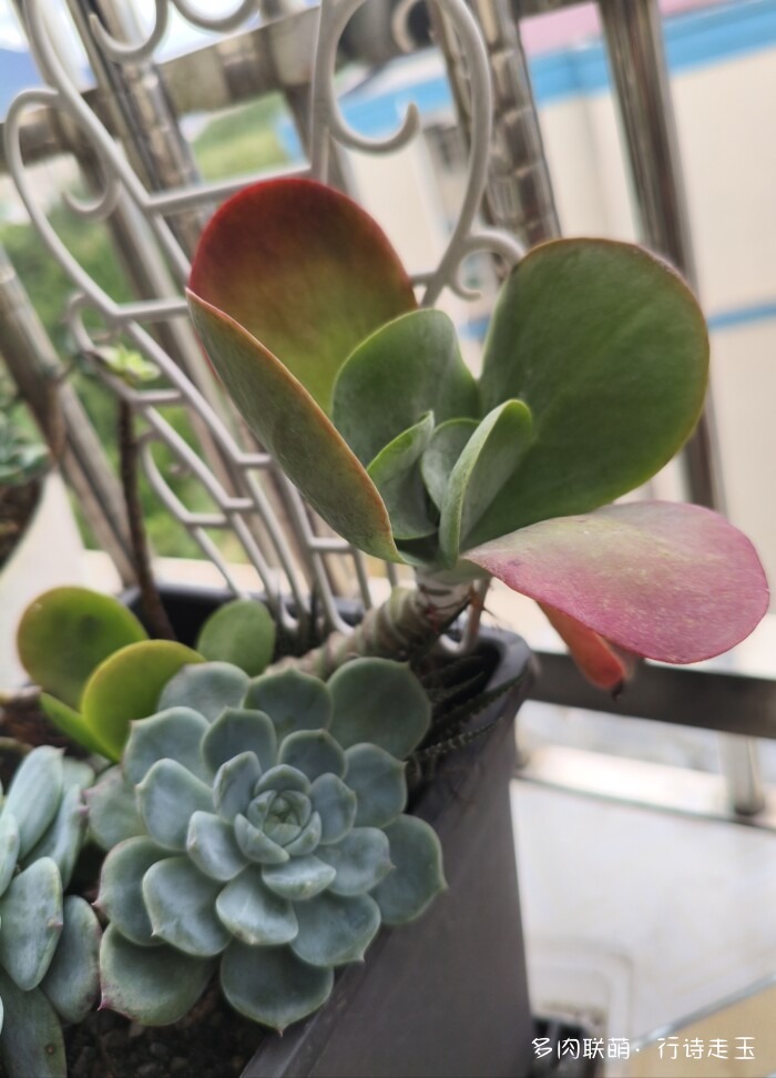刚入秋的多肉