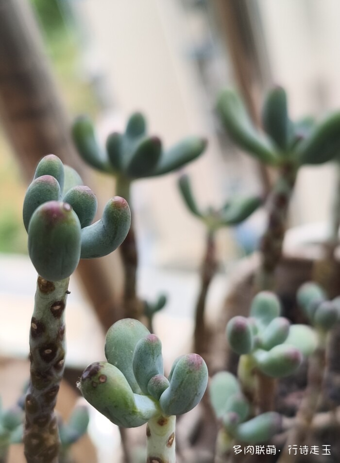 刚入秋的多肉