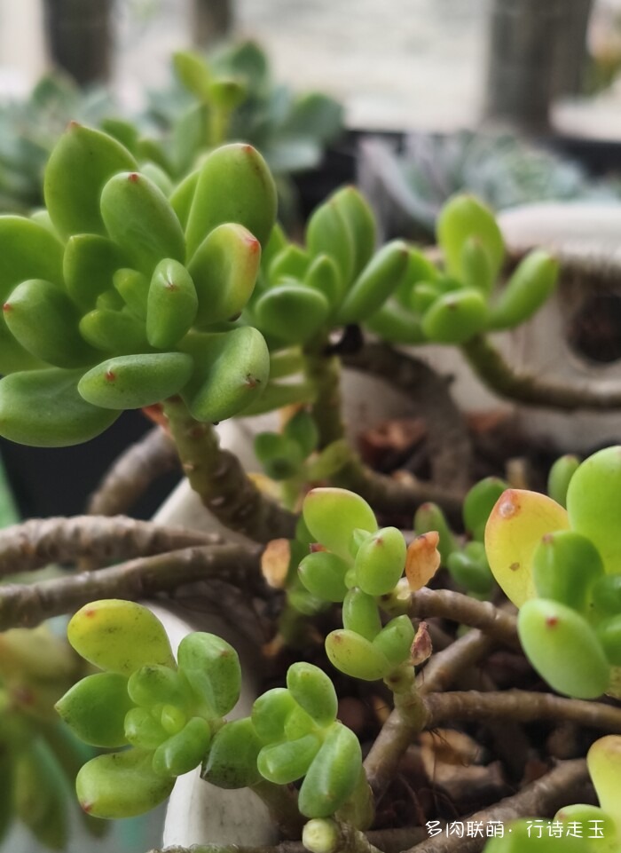 刚入秋的多肉