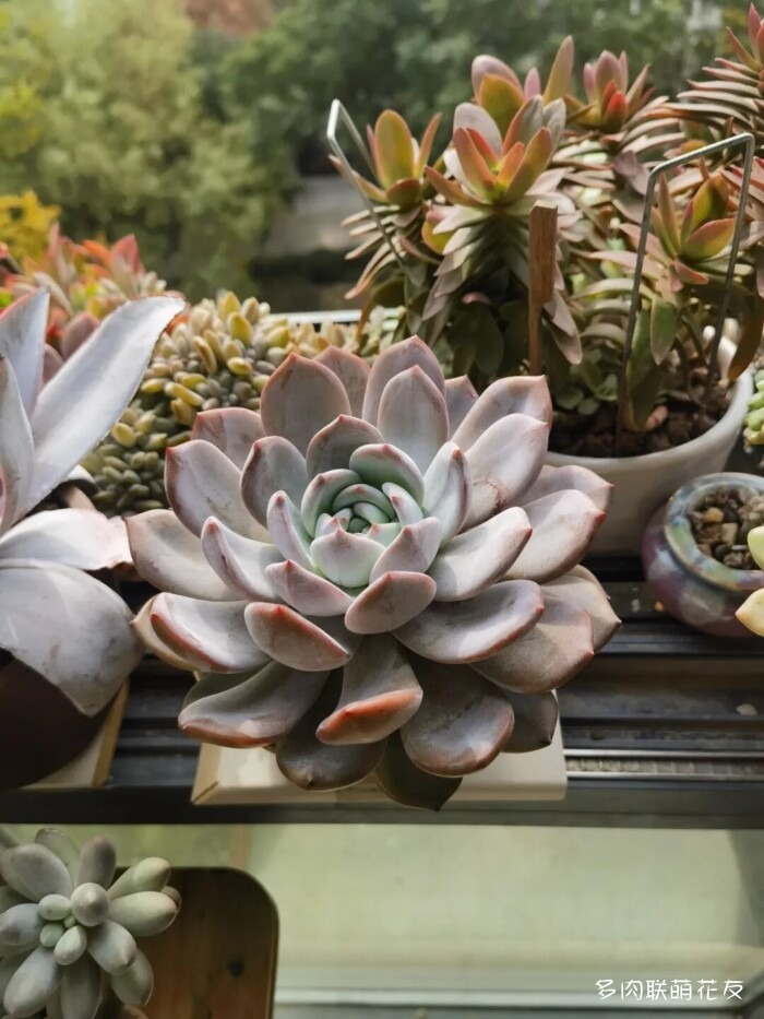 秋天的多肉