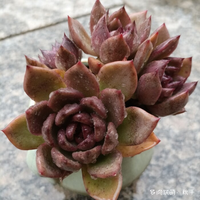 东北进屋前的多肉