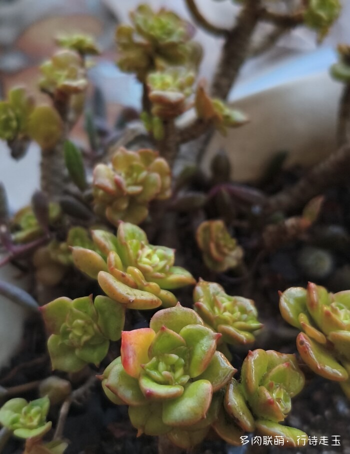 刚入秋的多肉