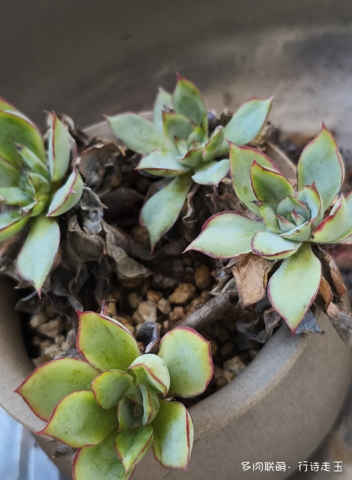 刚入秋的多肉