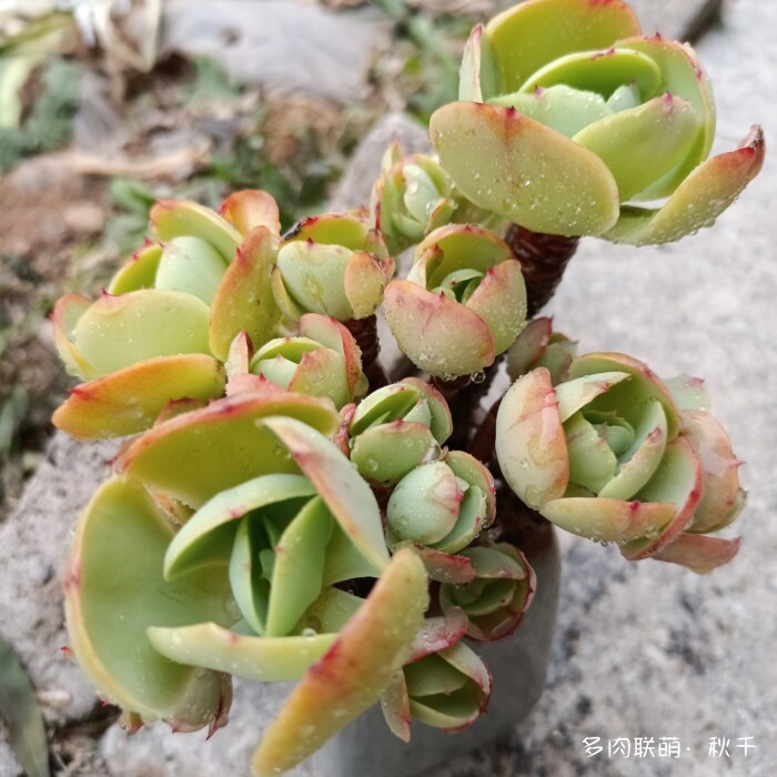 东北进屋前的多肉