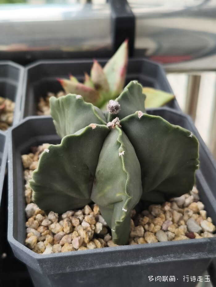 刚入秋的多肉