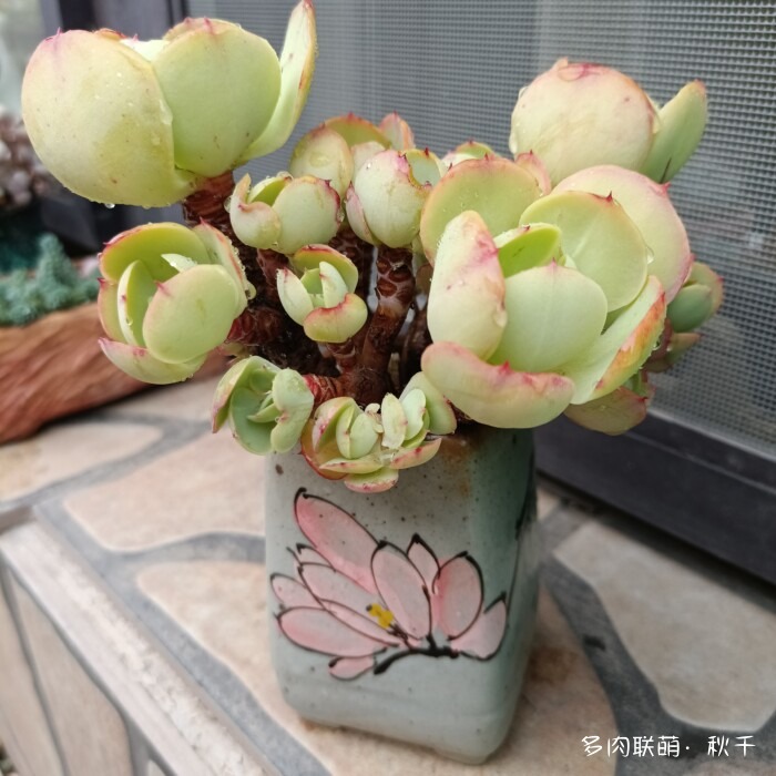 东北进屋前的多肉