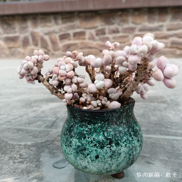 东北进屋前的多肉