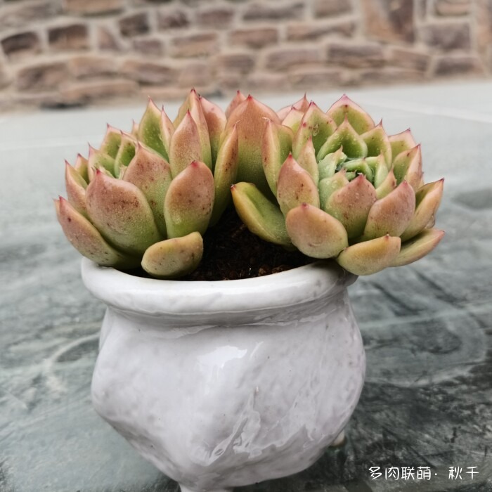 东北进屋前的多肉