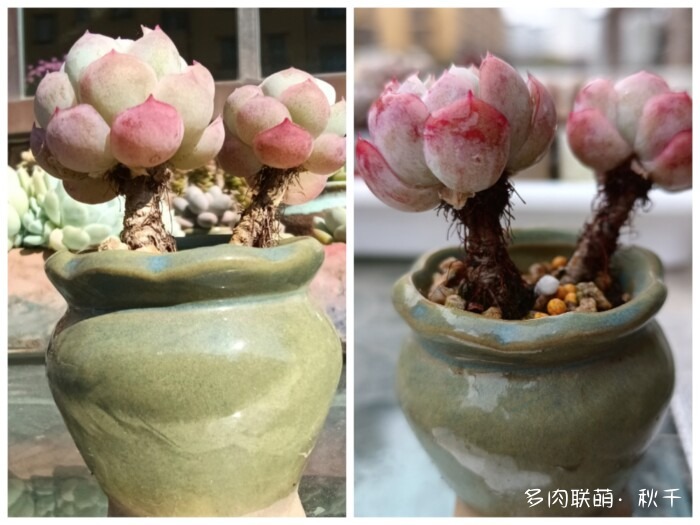 东北进屋前的多肉