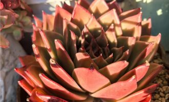 谁夺走了我的铁粉儿?