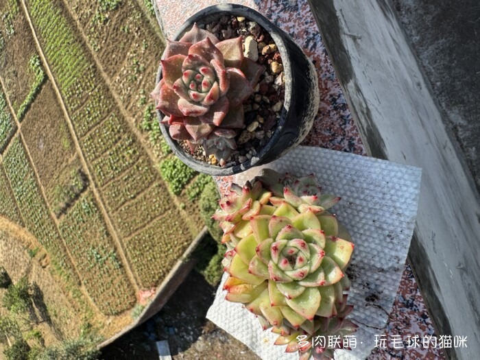 此刻很红的多肉