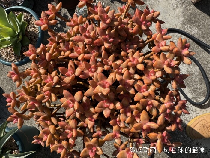 此刻很红的多肉