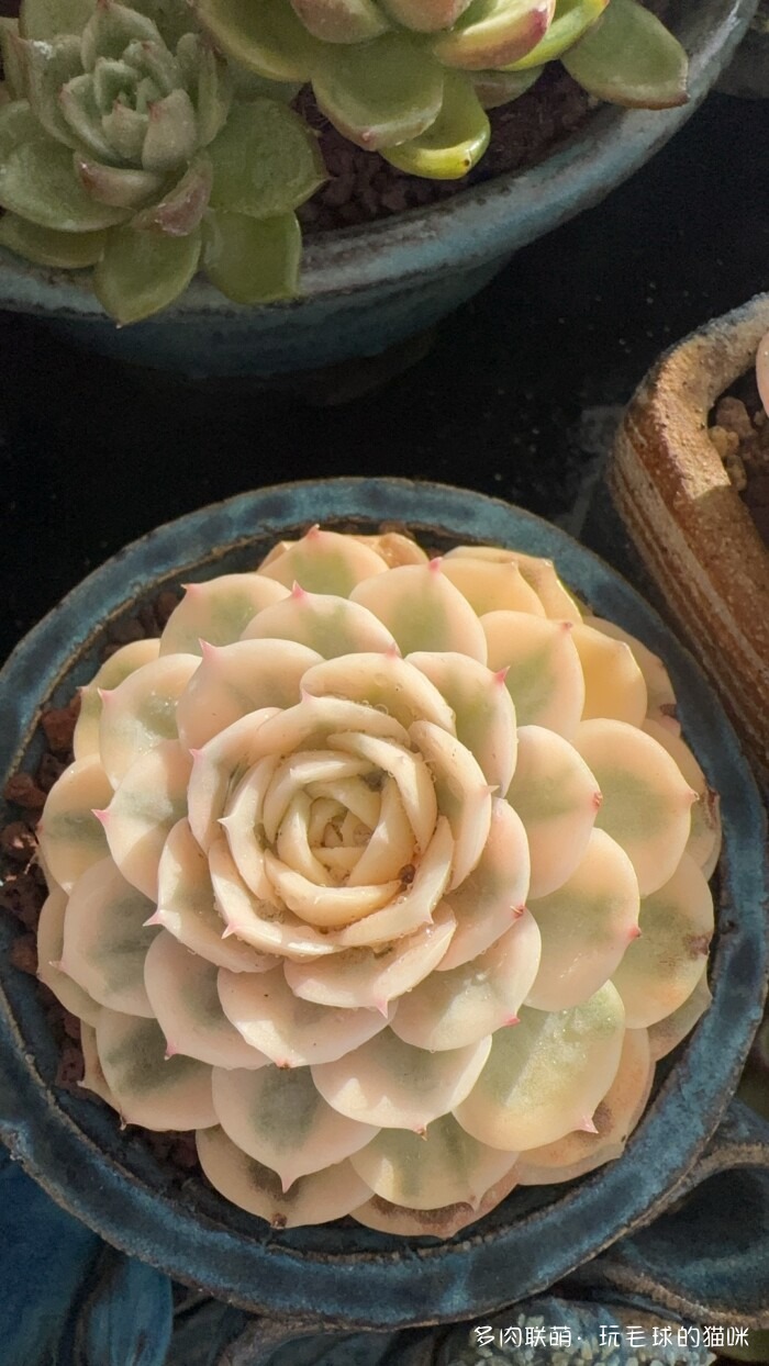 此刻很红的多肉