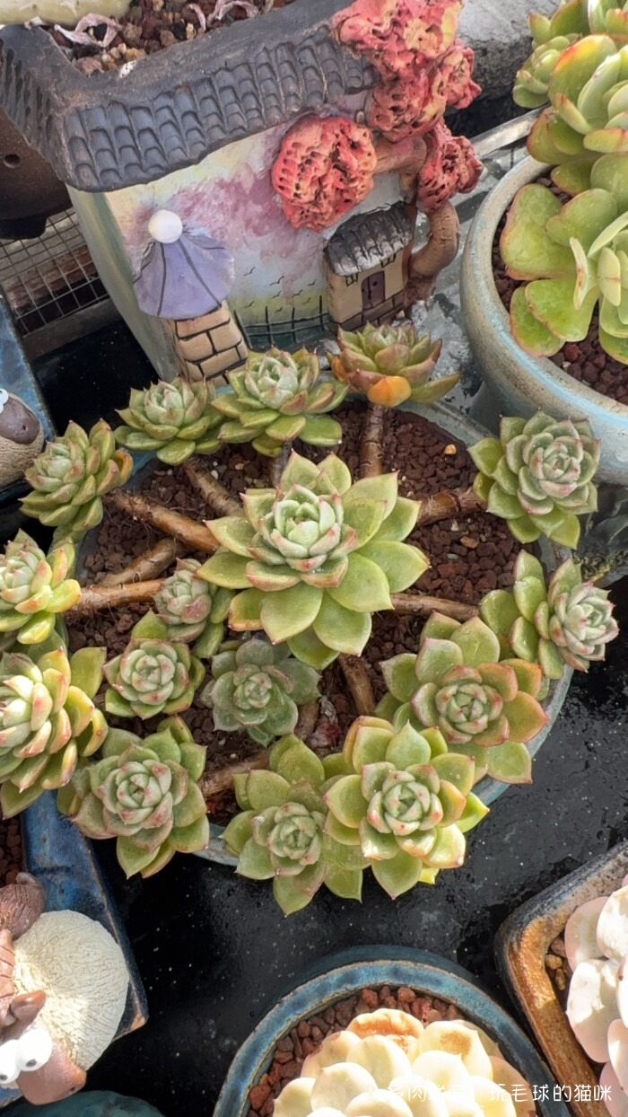 此刻很红的多肉