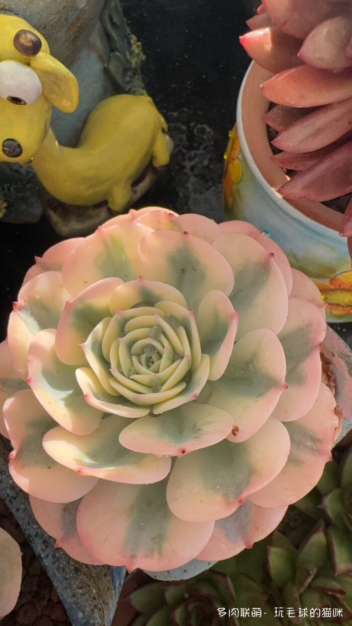 此刻很红的多肉