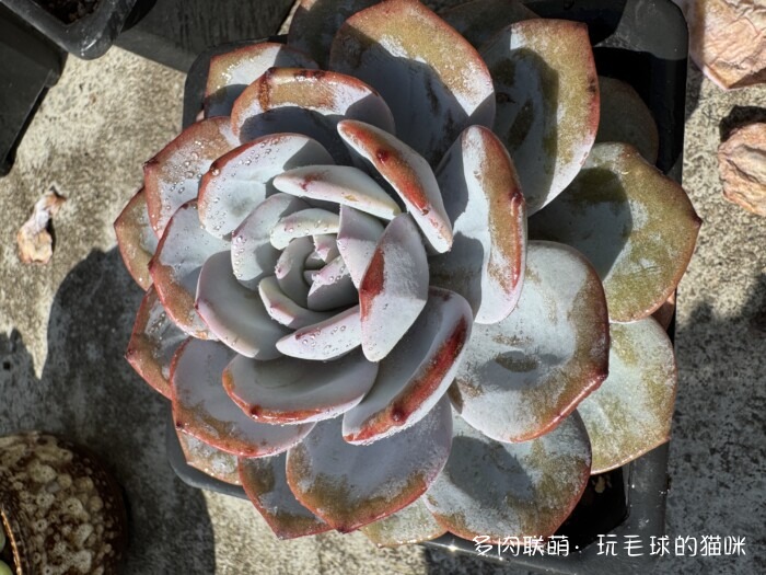 此刻很红的多肉