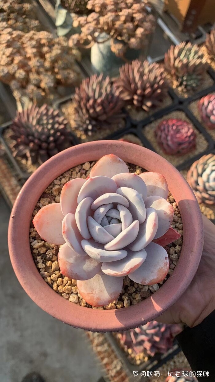 此刻很红的多肉