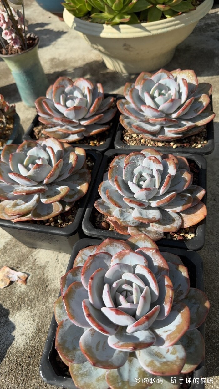 此刻很红的多肉