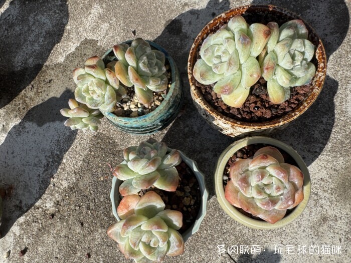 此刻很红的多肉