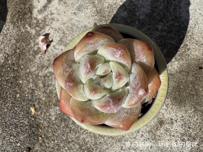 此刻很红的多肉