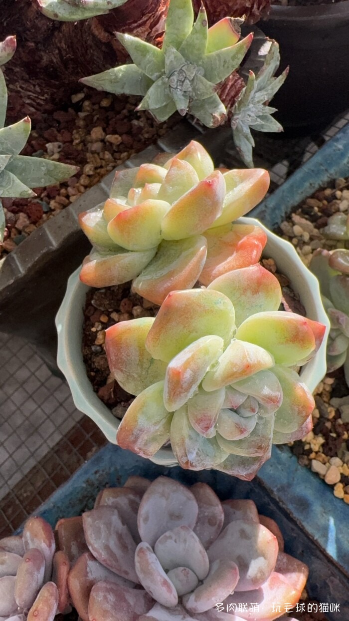 此刻很红的多肉