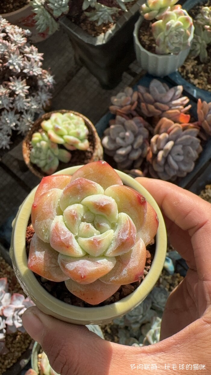 此刻很红的多肉