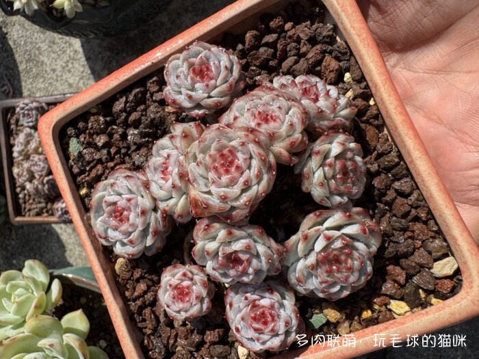 此刻很红的多肉